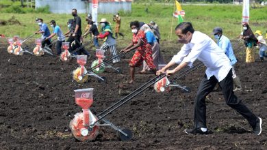 Photo of Presiden Jokowi: Tingkatkan Produktivitas Sektor Pertanian di Papua Barat