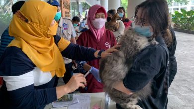 Photo of 106 Anjing & 50 Kucing Disuntik Rabies di Tangerang